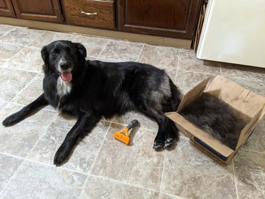 A reviewer&#x27;s dog lying next to the brush in orange and a box full of shed hair