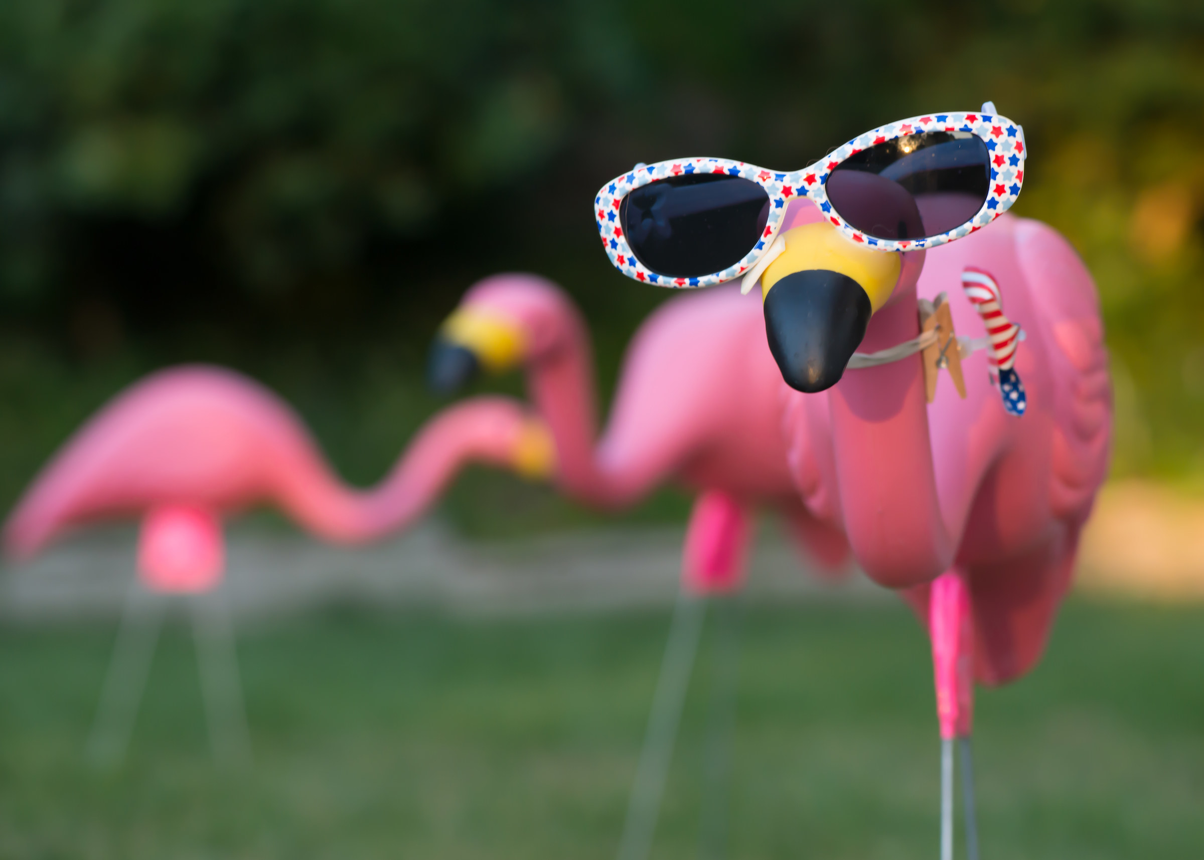 Three plastic lawn flamingos, one facing the camera has polka dotted sunglasses