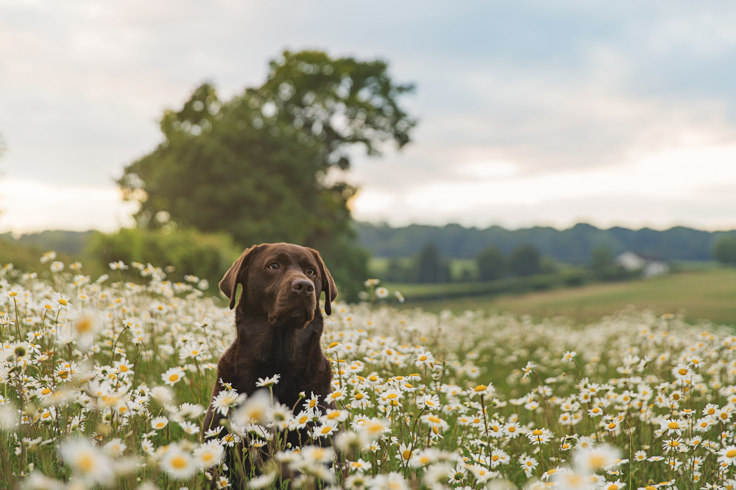 A chocolate lab in a field of flowers, open field and tree behind it
