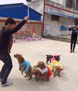 Five dogs wearing colorful tutus are jumping rope