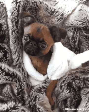 A pug is lying on a lush brown rug dressed in a fluffy white robe