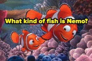 "what kind of fish is Nemo?"