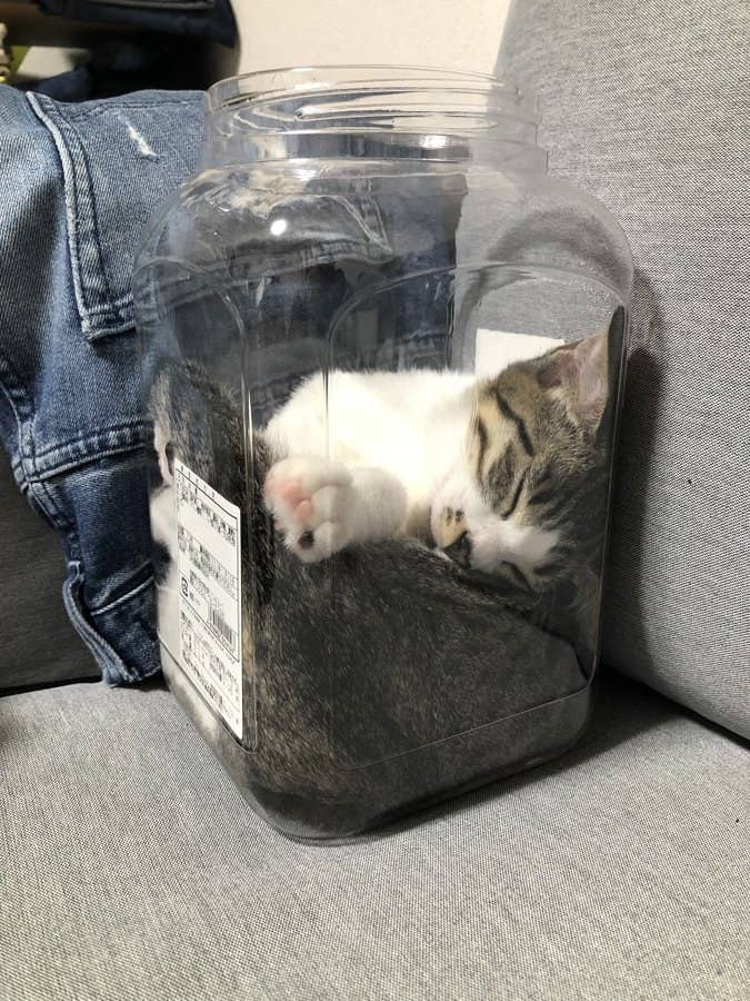 猫は液体説の 新証拠 出ました ネッコ2匹が奪い合う おかきケースに注目 猫は液体説の 新証拠 出ました ネッコ2匹が奪い合う おかきケースに注目