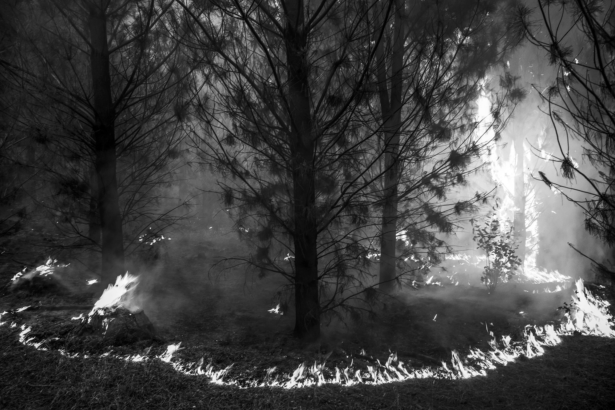 Ring of fire surrounds trees