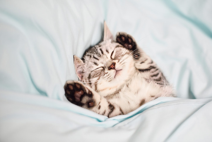 Un adorable chaton qui dort emmitouflé dans des couvertures