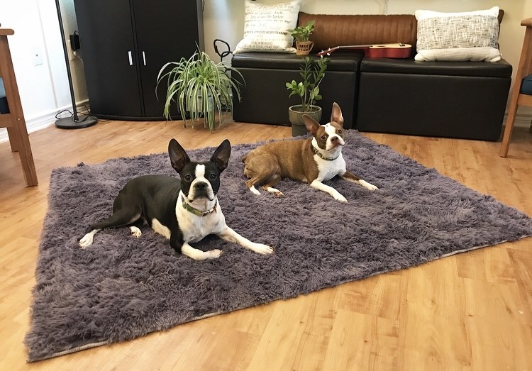 dogs on gray rug