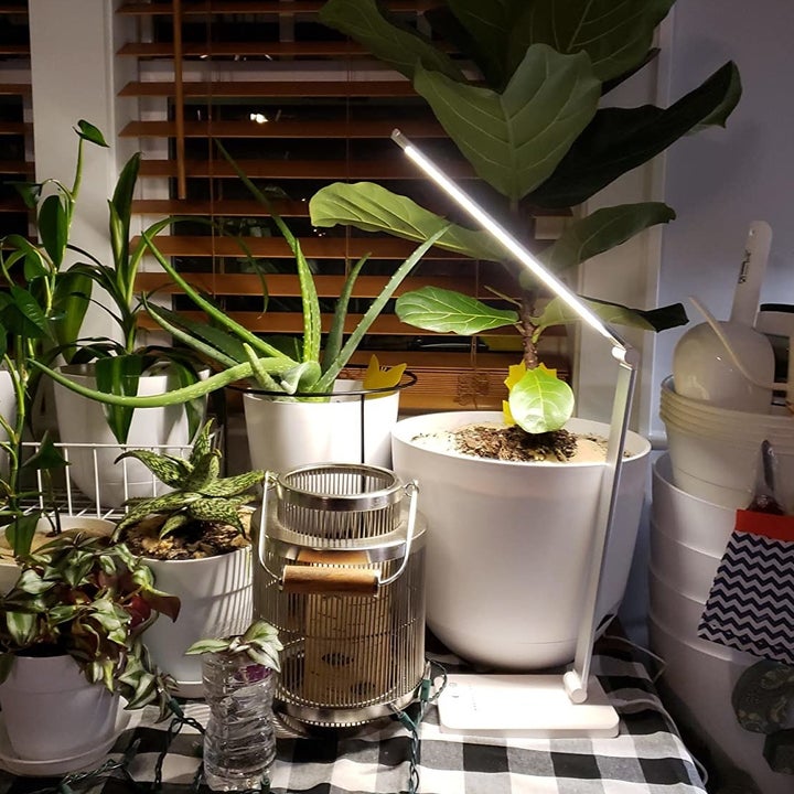 Reviewer image of lamp over plants