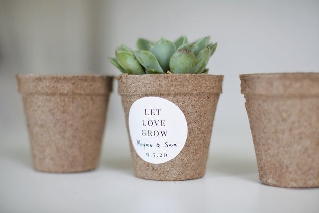 three biodegradable succulent pots — one with a plant and a sticker that says let love grow