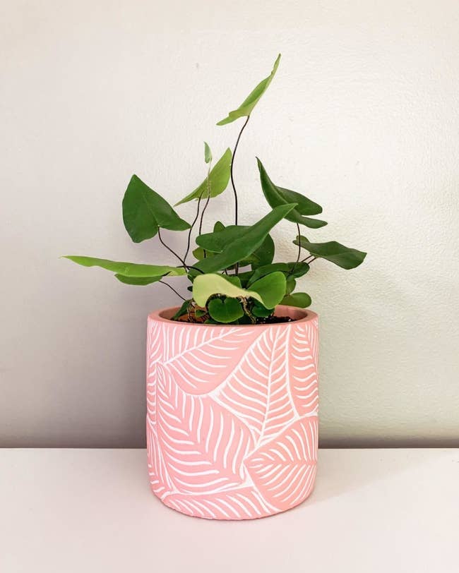 Reviewer's pink planter with etched leaves has a leafy plant in it