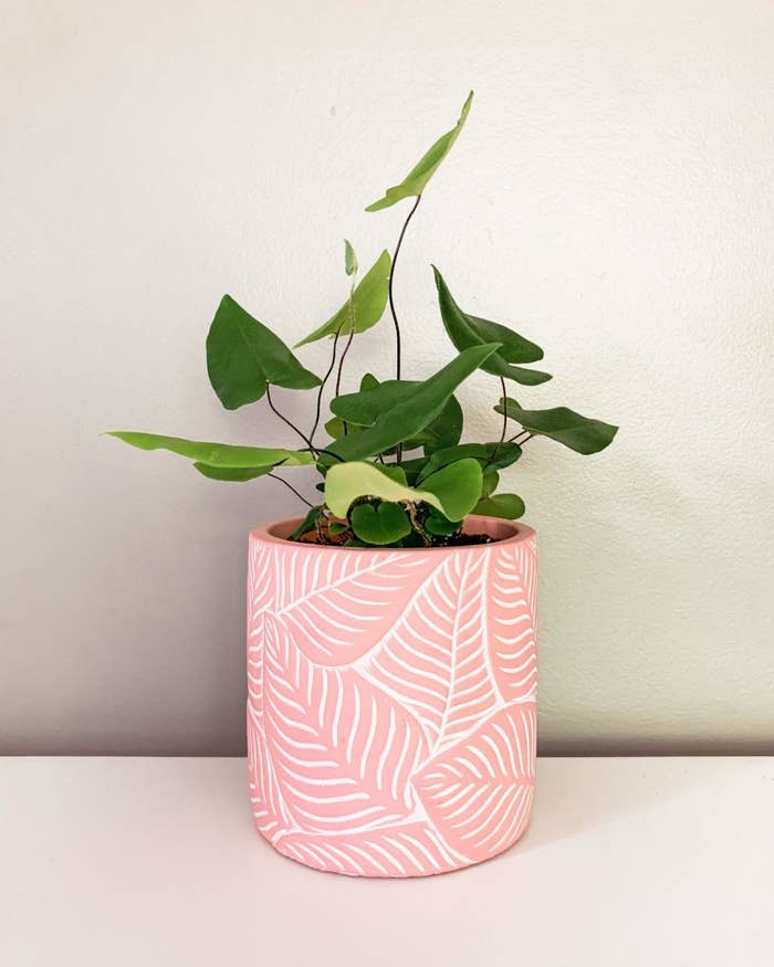 Reviewer&#x27;s pink planter with etched leaves has a leafy plant in it