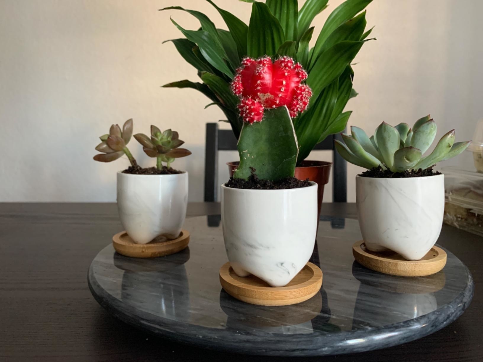Reviewer&#x27;s three small planters with wooden saucers hold succulents and a cactus