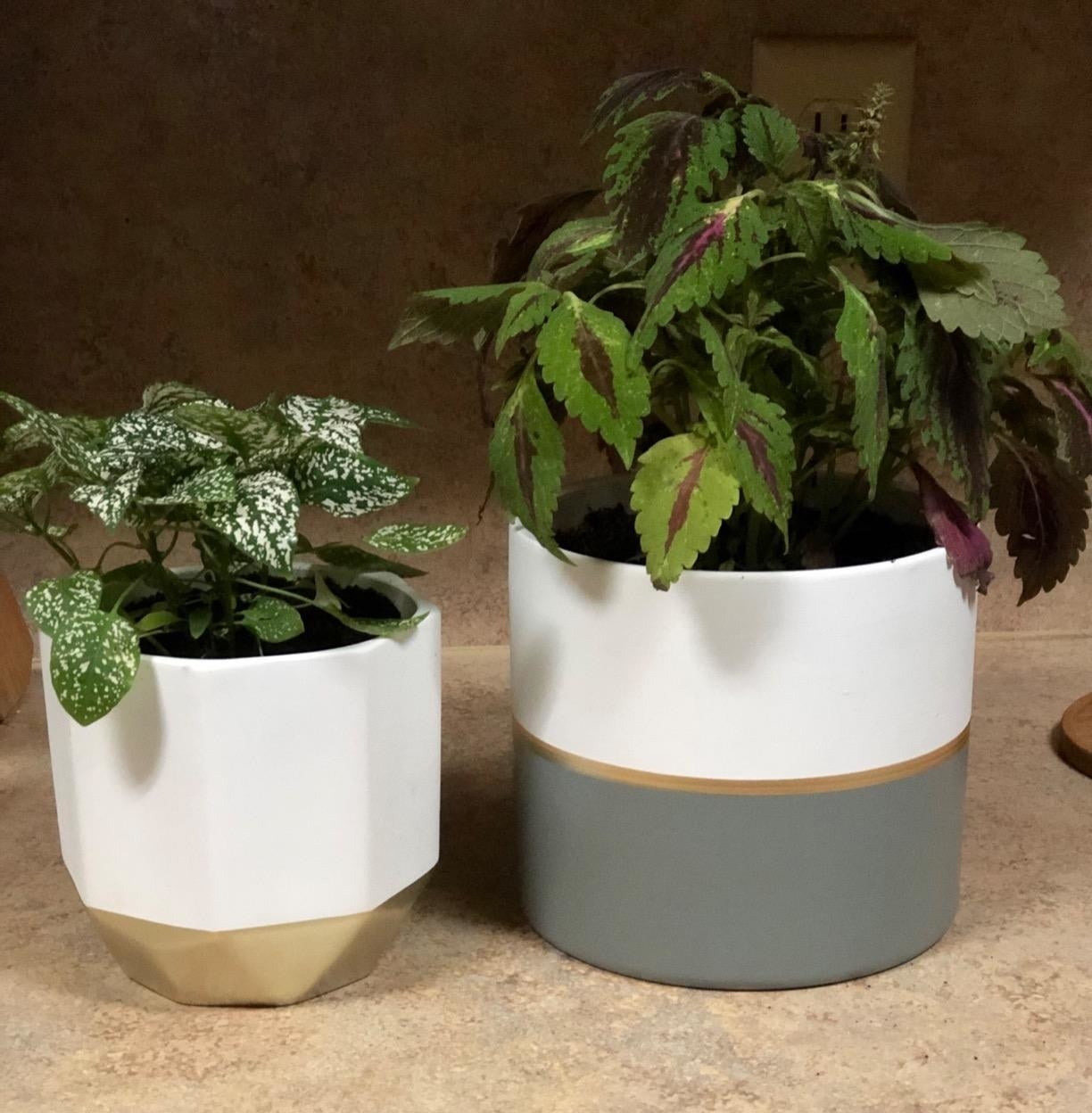 Reviewer&#x27;s two planters in white and gold and white, gold, and grey have a plant in each