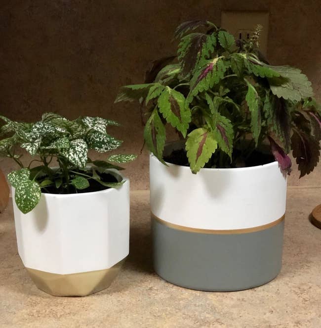 Reviewer's two planters in white and gold and white, gold, and grey have a plant in each
