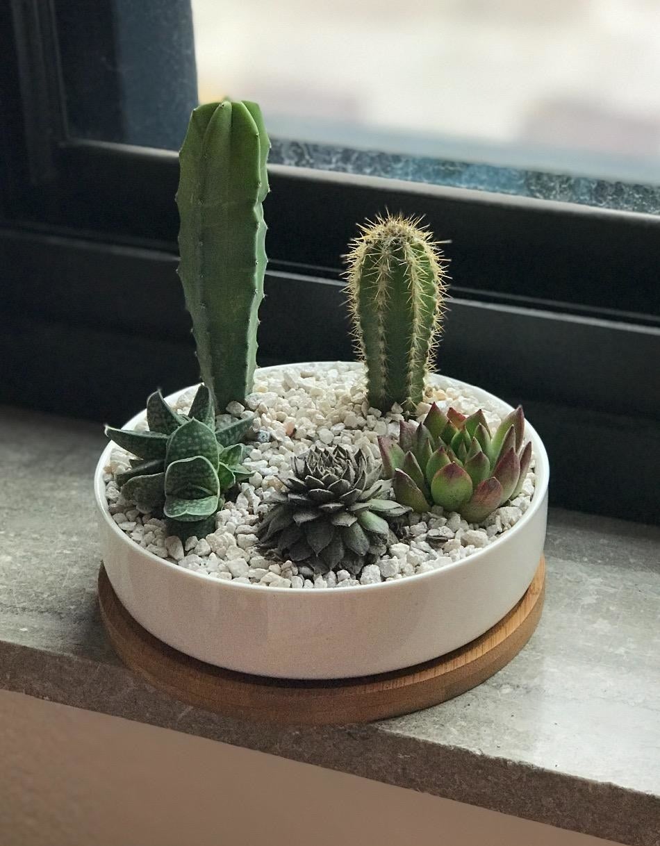 Reviewer&#x27;s planter holds five different succulents surrounded by white rocks