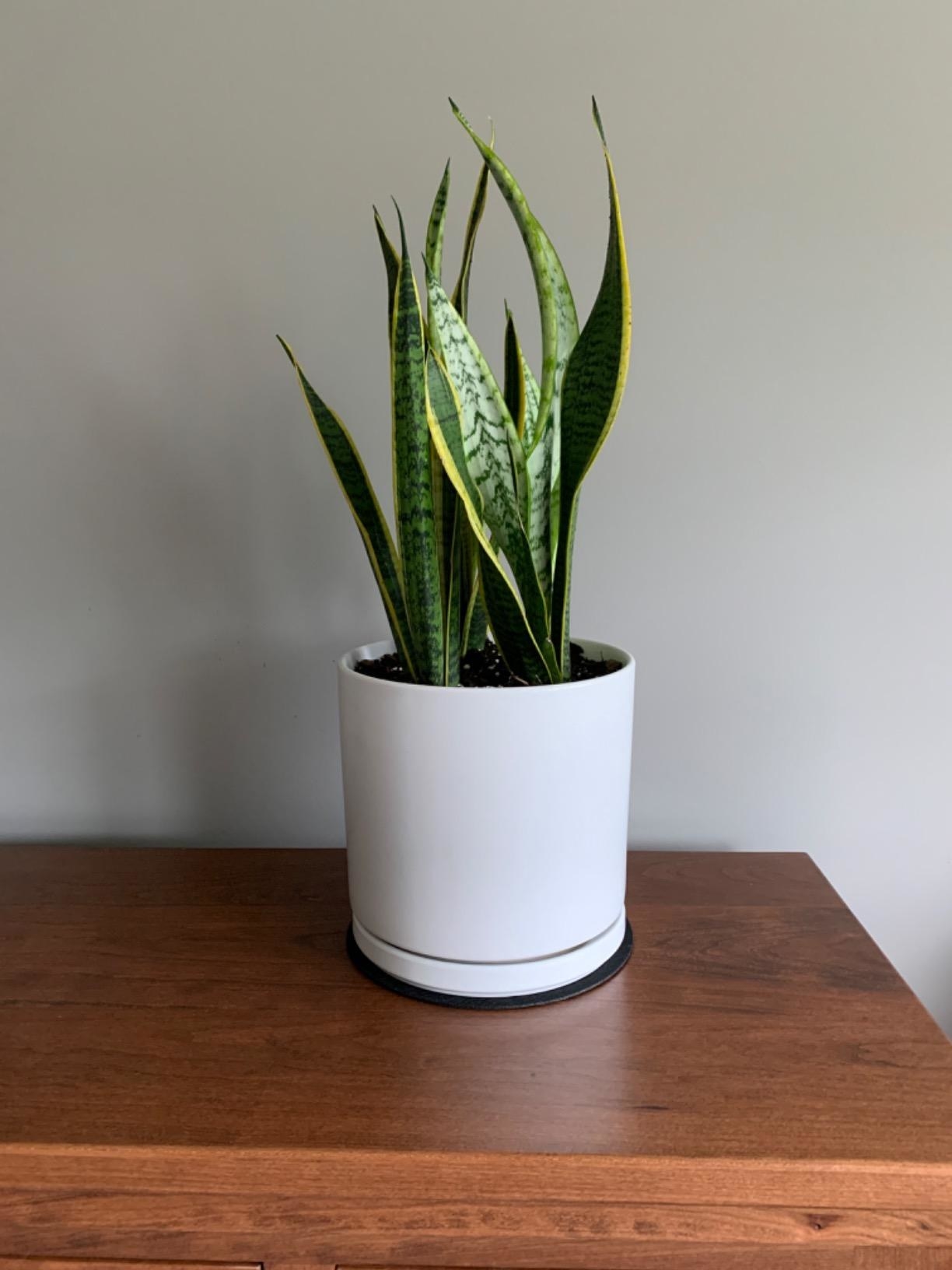 Reviewer&#x27;s simple white planter has a snake plant in it