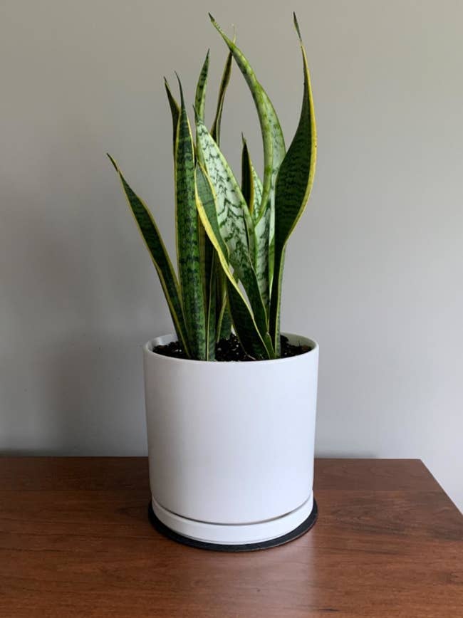 Reviewer's simple white planter has a snake plant in it