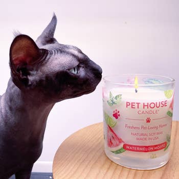 buzzfeed writer's cat sniffing the candle 