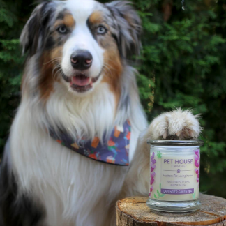 reviewer's dog posing with its paw on the candle 
