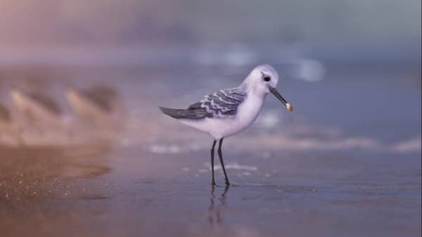 A sandpiper in the shallows