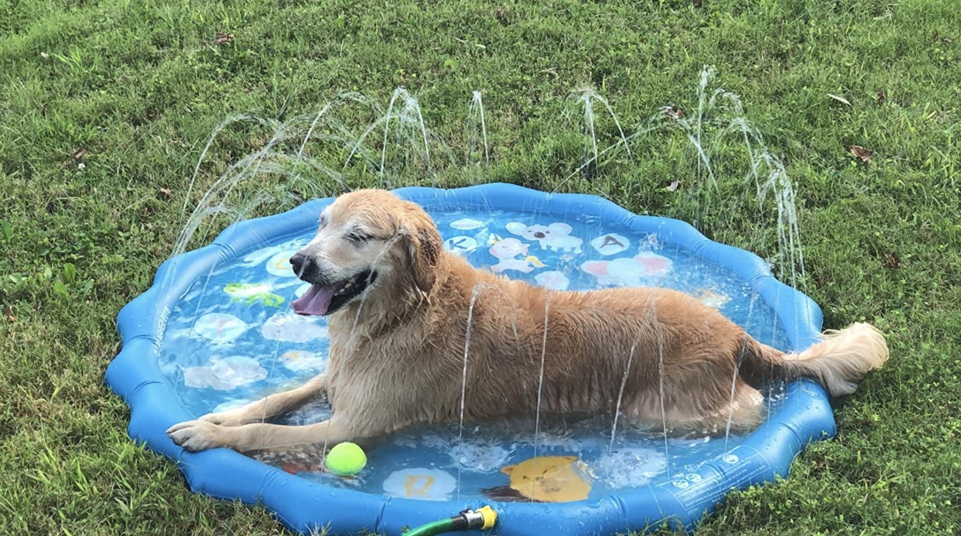 reviewer photo showing their golden retriever lounging in the pool