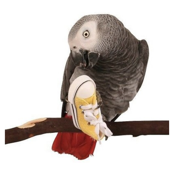 bird with yellow mini sneaker