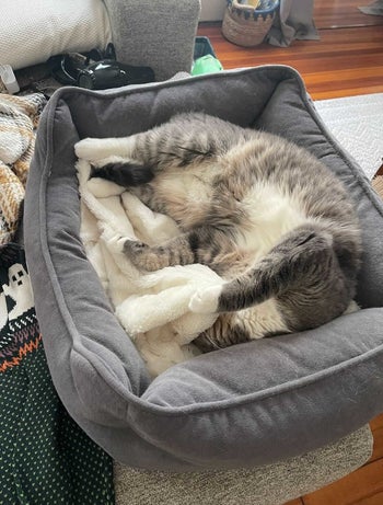 A fluffy grey and white cat napping in a pet bed