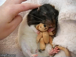 A person petting a sleeping rat