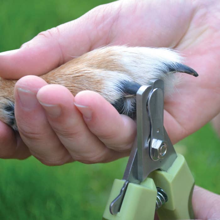 someone tripping a dog&#x27;s nails with the trimmers