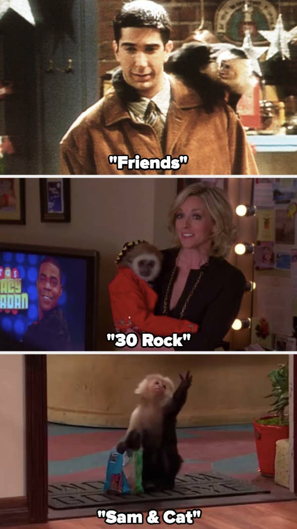 Katie the monkey in &quot;Friends,&quot; &quot;30 Rock,&quot; and &quot;Sam &amp;amp; Cat&quot;