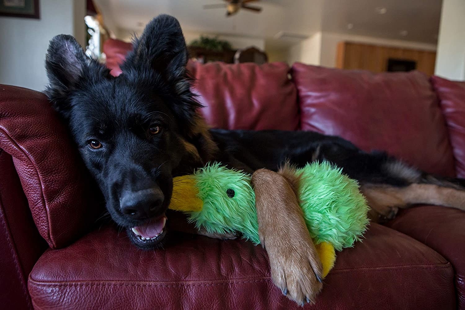 Dog holding duck toy