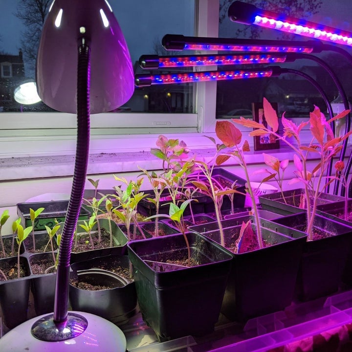 19 Of The Best Grow Lights For Helping Your Plant Babies Thrive