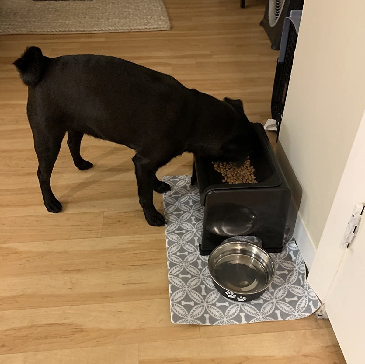 a reviewer photo of a pug eating from the elevated food bowl