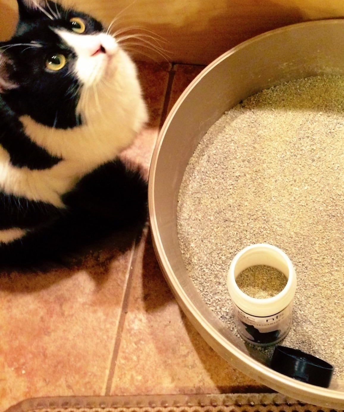 A reviewer photo of a cat looking up next to a litter box with a bottle of odor destroyer in it