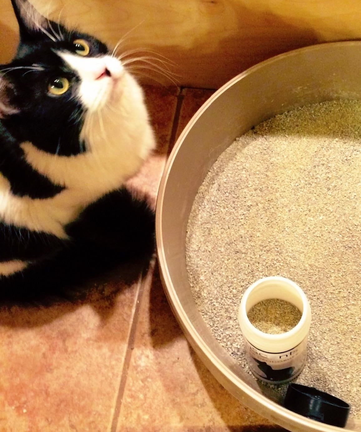 A reviewer photo of a cat looking up next to a litter box with a bottle of odor destroyer in it