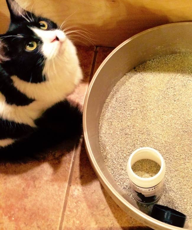A reviewer photo of a cat looking up next to a litter box with a bottle of odor destroyer in it