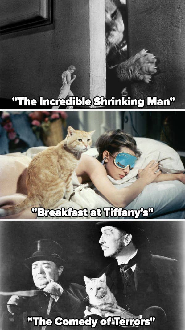Orangey in &quot;The Incredible Shrinking Man,&quot; &quot;Breakfast at Tiffany&#x27;s,&quot; and &quot;The Comedy of Terrors&quot;