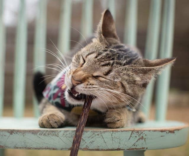 A cat chewing on a Matatabi stick