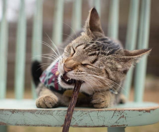 A cat chewing on a Matatabi stick