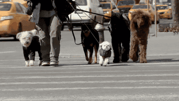Person walking five dogs