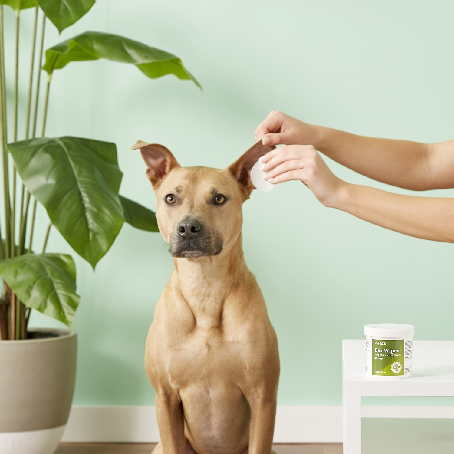Model using ear wipes on dog