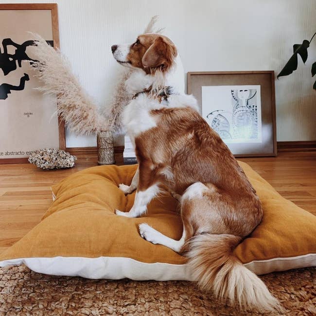 a large dog sitting on the ochre linen dog bed