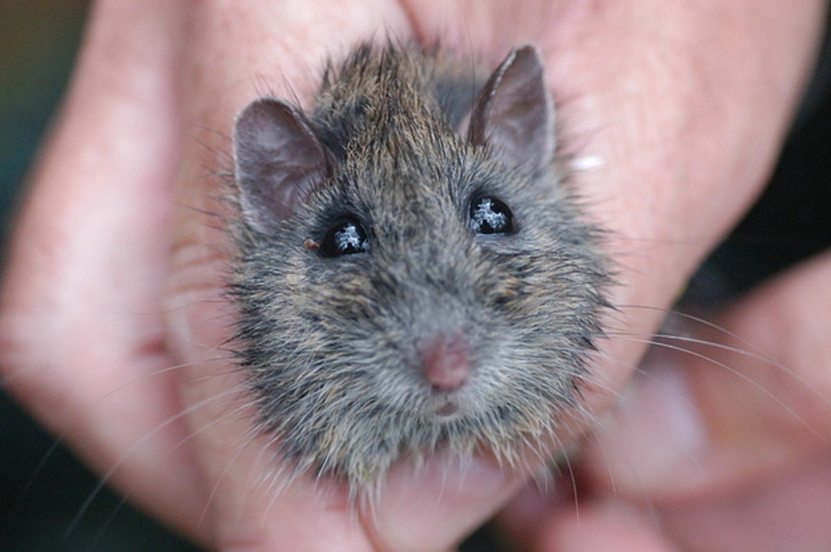 Australian Are Racing To Save These Animals On The Brink Of Extinction Because Of The Wildfires