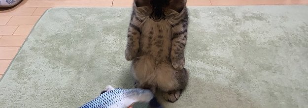 立っちゃってる!」怖がりながらも魚のおもちゃに興味津々なにゃんこに