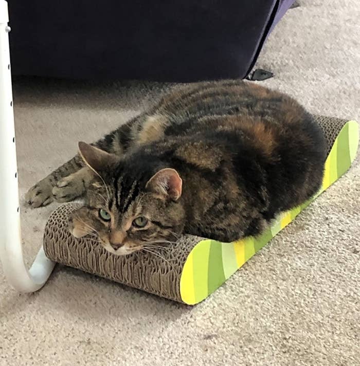 a reviewers cat resting on the scratcher