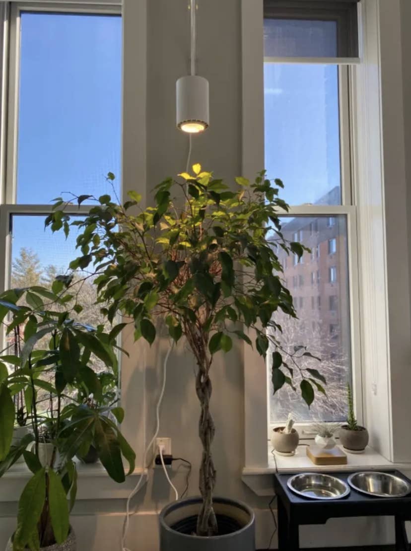 Grow lights online that look good