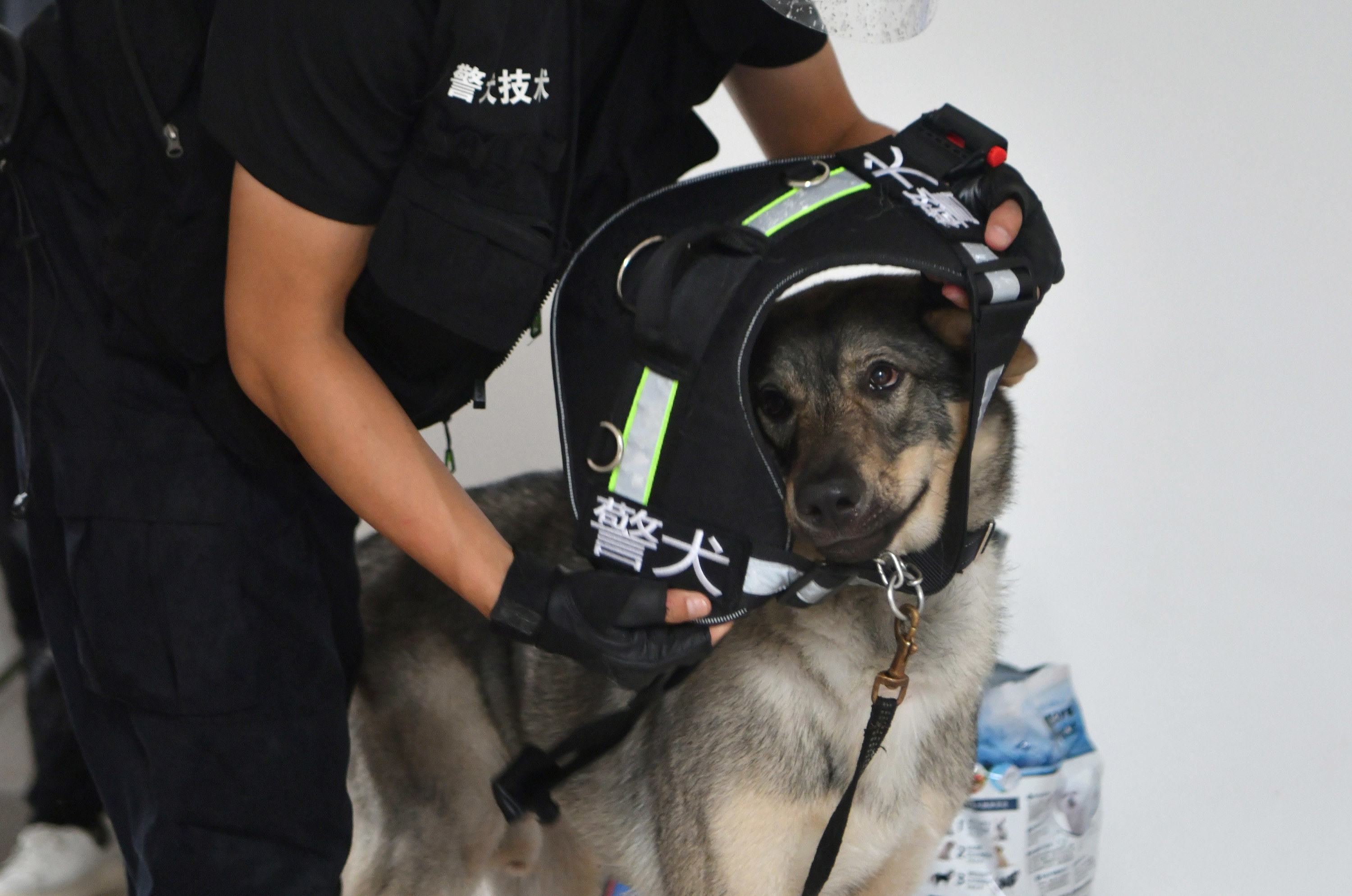 A drug detection dog waits patiently as it has its protection vest put on it