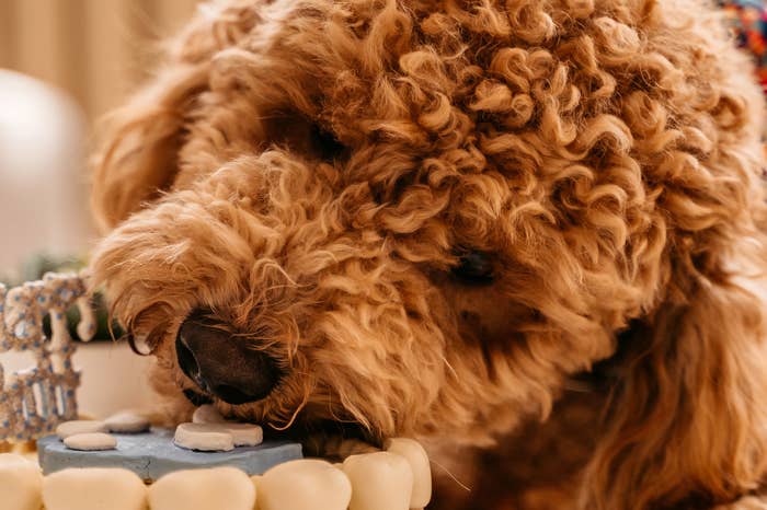 A brown poodle enjoys itself as it licks a dog-safe cake