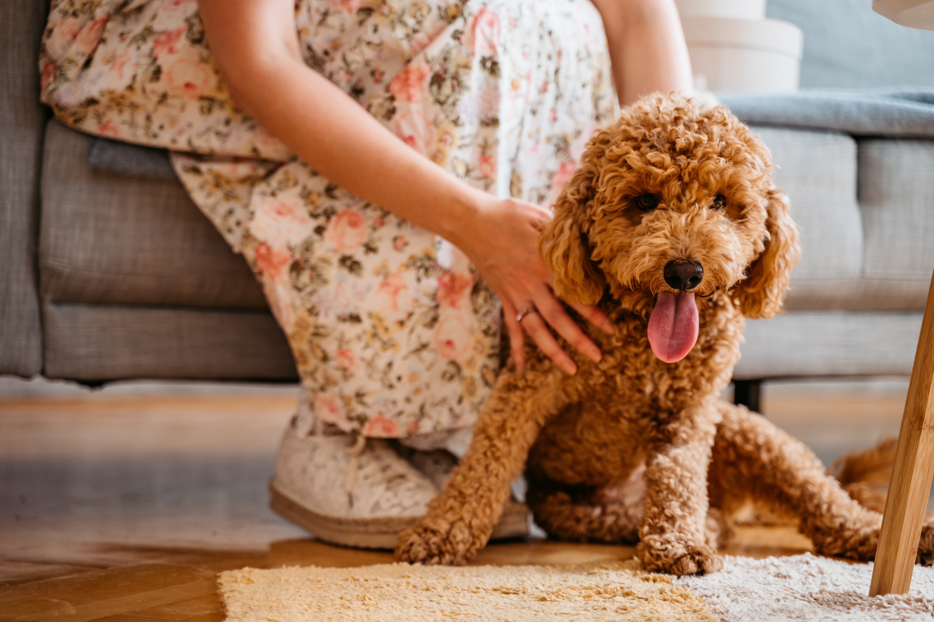 A  brown poodle is sitting by a woman&#x27;s legs with its tongue out
