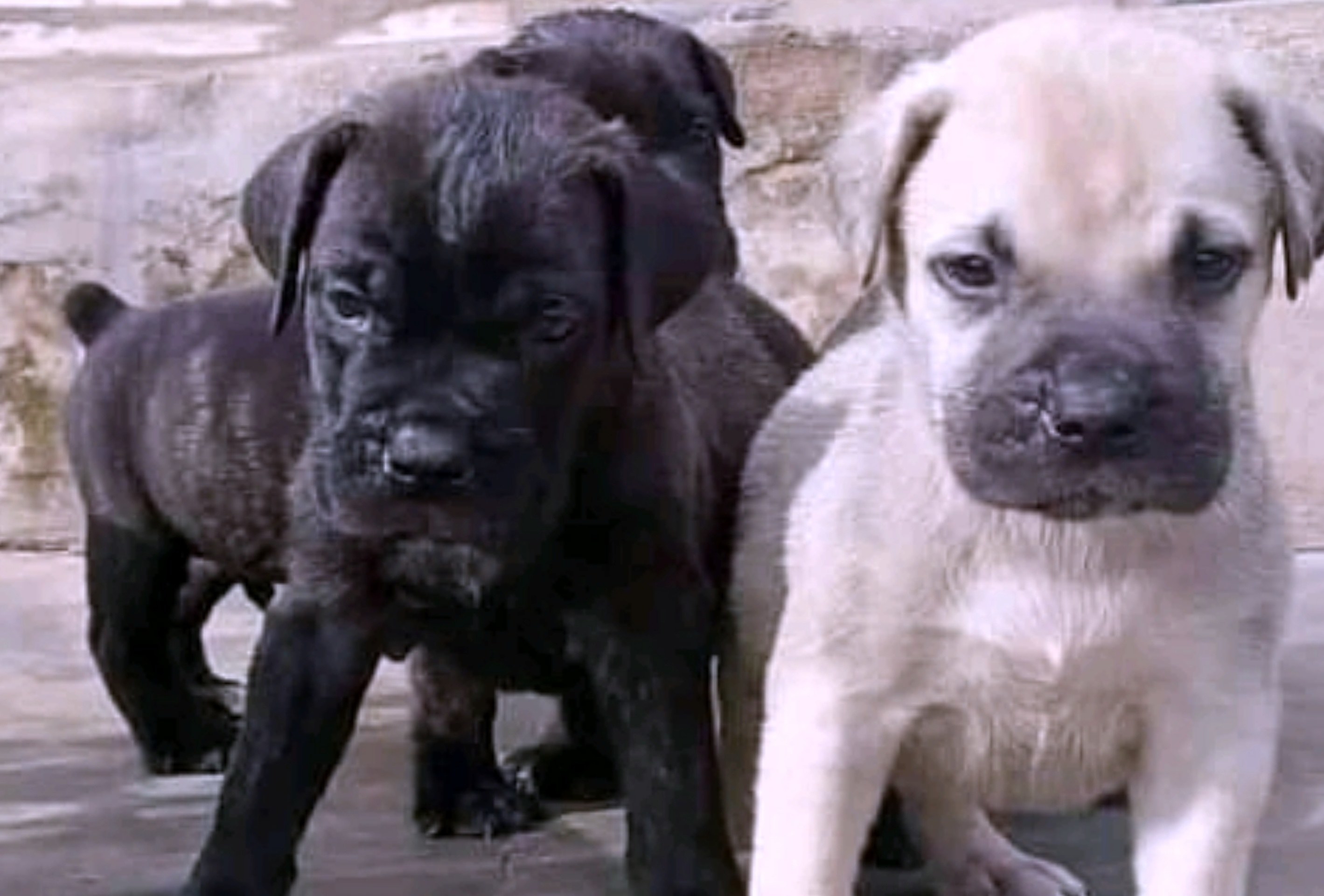 Two cute puppies, one black and another white, are playing together