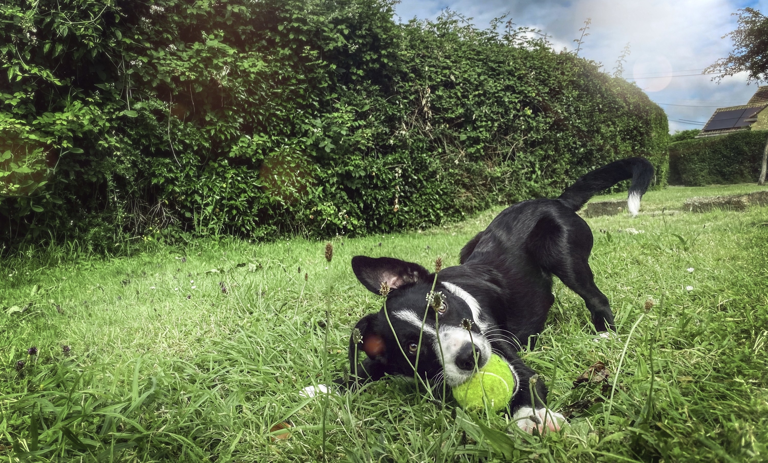A border collie is playing with a tennis ball in the grass